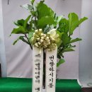 네일카리아 이미지