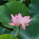 비실연꽃마을 이미지