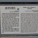 의령 세간리 은행나무 이미지