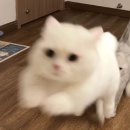 자넷
