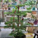 신흥농장 | 부산 동래구 연제구 전지역 당일배송, 승진화분 영전 진급 개업화분은 '내가그린식물가게'