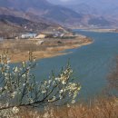 일신매화 이미지