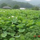 매죽골쉼터 Daum카페