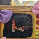 멍디브 | 광주 북구 애견카페 [ 멍디브 ] 실내외 운동장 / 천연 잔디 / 뛰뛰 후기