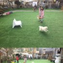 애견스토리 이미지