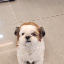 머즐