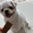 호키소프트 | 오븐베이크 전연령 소프트사료 와이즈테일 강아지 눈물 사료 추천
