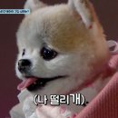 몽이펫 이미지