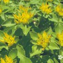 자생식물원 이미지