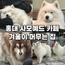 겨울이머무는집 | 홍대 사모예드카페 겨울이머무는집 후기 | 입장료, 위치, 주의사항 총정리