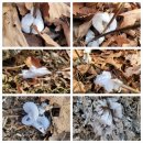 숙등추어탕 | 겨울이 오는 길목, 오대산 비로봉&amp;노인봉을 가다