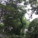 잠실리뽕나무 이미지