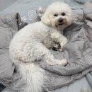 인천애견호텔 사이좋개 송도점 이미지