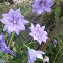 로벨리아 이미지