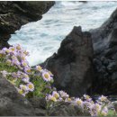 구좌 해안도로 이미지