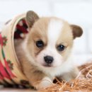 도그마루 강아지 고양이 동탄점 네이버블로그