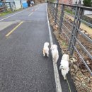 도그왈루 이미지