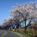 충북 제천의 비봉산과 청풍호 벚꽃길 이미지
