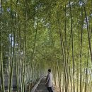 황혜영 | 담양가볼만한곳 황금소나무 한정식 맛집 + 대나무박물관·황혜영 개인전 방문기