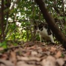 고양이동산 이미지