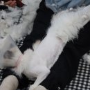 고양이 미용실 방울선생 네이버블로그