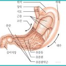 약복용후 어느 쪽으로 누워야 효과가 클까 이미지