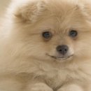 하누동물병원 이미지