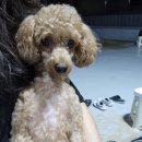 대곡풋살파크