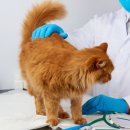 아우름 동물병원 이미지