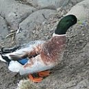 청둥오리 이미지