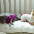 앨리스코리아켄넬 이미지