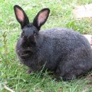 폭스(FOX) 이미지