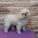 단추펫살롱 이미지