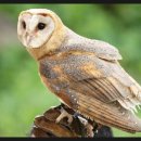 올빼미PC 이미지