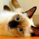 압구정웰동물병원 이미지