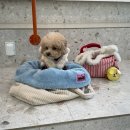 신애유치원 | 김포 샌드피피 애견카페｜마요 &amp; 리안이 트윈룩 데이트