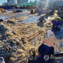 속초 김약국 연합뉴스