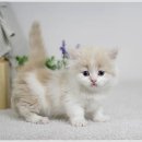 장수서창동-17 이미지