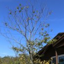 만리포헛개나무농장 이미지