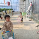 구자 오산1농장 | ​[장스베리 딸기 체험농장] 딴 만큼만 내니까 더 좋아! 입장료 없는 딸기농장 솔직후기(100g당 3,000원)