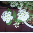 옹골찬 감자탕 이미지