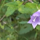 당잔대(이명 : 당모싯대. 둥근잎잔대. 살구잔대. 털모싯대) 이미지