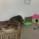 멍멍이발바닥 이미지