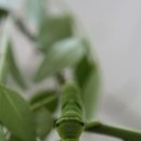 괴산올갱이 이미지