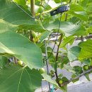 천우농장 이미지