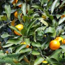 하얀민박 이미지