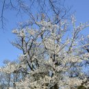 관음사의 왕벚나무자생지 이미지