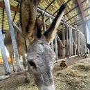 현규목장 이미지