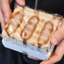 도쿄 여행 ㅣ돈까스 맛집 마이센 카츠산도를 도쿄역에서 먹어보자