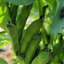 하늘누에 이미지